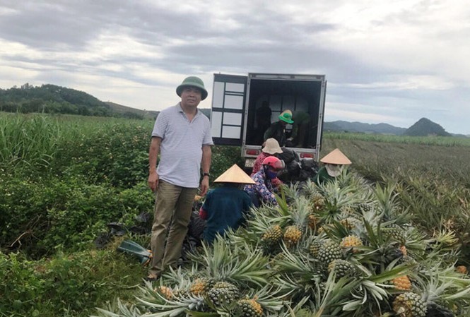 Tiền Phong hỗ trợ nông dân Thanh Hoá tiêu thụ dứa Thu gom dứa của nông dân tại Nông trường Hà Trung ra Hà Nội tiêu thụ. Ảnh: Bảo An.