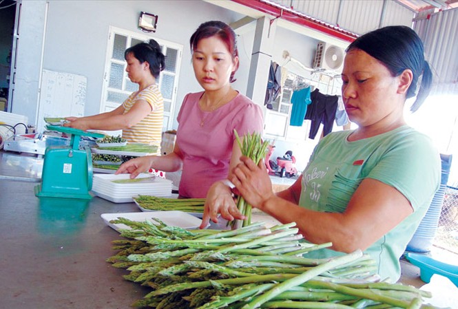 Chị Nguyễn Thị Trâm (giữa), hướng dẫn công nhân đóng gói sản phẩm măng tây xanh. Ảnh: N.T.