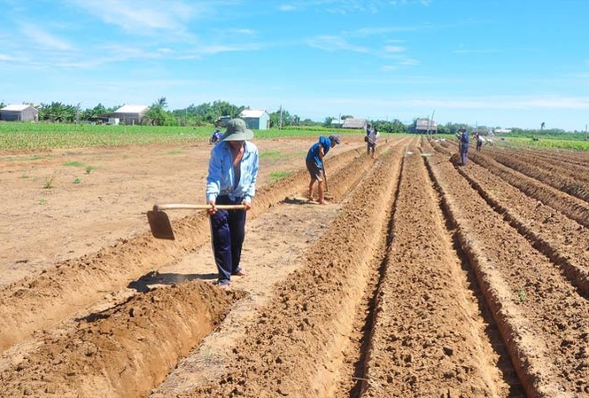 Khắc khoải ở xứ cồn Người dân cồn Nhàn đang cuốc giồng trồng khoai lang.