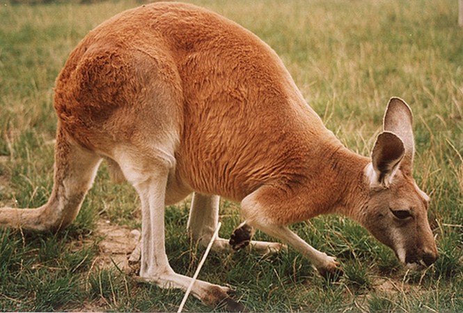 Chuột túi tràn vào các thành phố vì đói Chuột túi Australia.