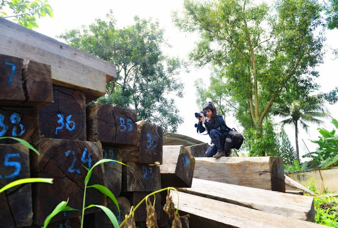 Nữ PV Tiền Phong trên bãi gỗ tang chứng tại một Hạt kiểm lâm.