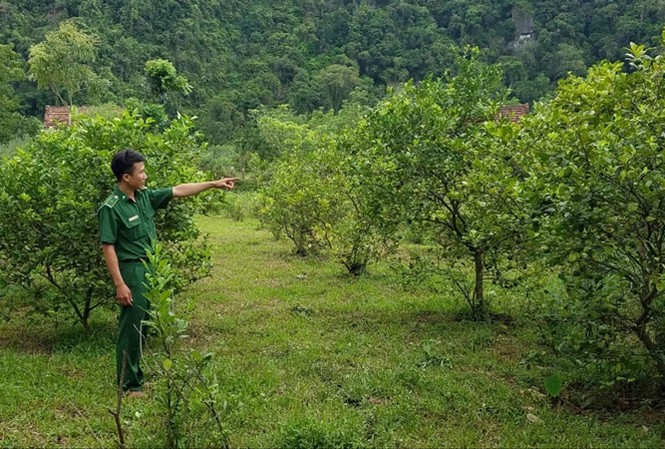 Sức trẻ đổi thay vùng biên ải Anh Dương Vĩnh Phú bên vườn cam sai trĩu quả của gia đìn. ẢNh: H.N.
