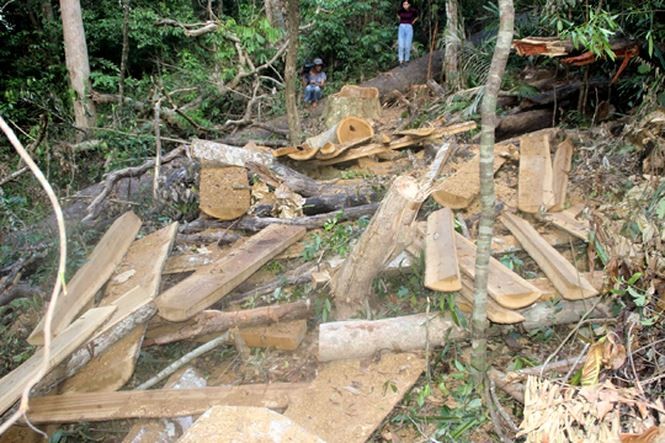 Truy tìm thủ phạm vụ đốn hạ 16 'cụ dổi' ở Bình Định Gỗ sau khi “khai thác” được lâm tặc vận chuyển ra ngoài, nằm ngổn ngang dọc hai bên đường mòn trong rừng. Ảnh: Tr. Định