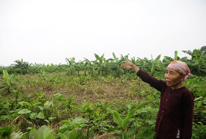 Bất thường thu hồi đất của nông dân Bà Nguyễn Thị Chí (xã Liên Trung) với 60 năm gắn bó với đất bãi giữa sông Hồng nay bị xã lấy không của dân giao cho cá nhân khác. Ảnh: KC.
