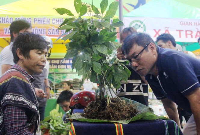 Thu hẹp khoảng cách miền núi - miền xuôi Người dân huyện miền núi Nam Trà My giàu lên nhờ cây sâm Ngọc Linh.