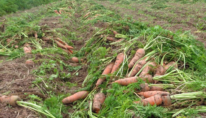 Cà rốt cho bò ăn, nông dân khóc ròng Cà rốt vứt la liệt tại ruộng vì mất giá