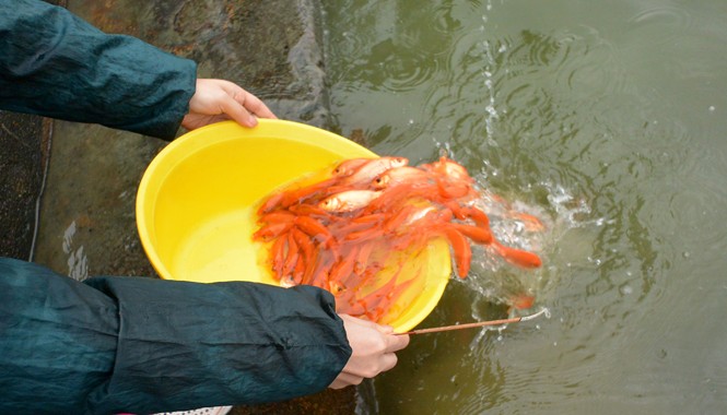 Đội mưa rét thả cá tiễn Táo quân Nhiều người đựng cá trong xô chậu thay vì túi nilon