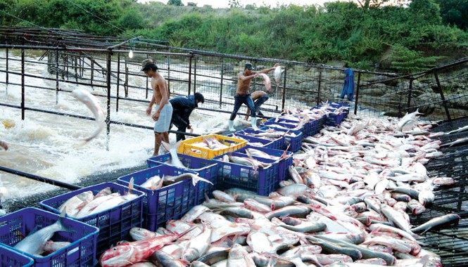Vựa cá trên Cao nguyên Thu hoạch cá ở hồ Auyn Hạ