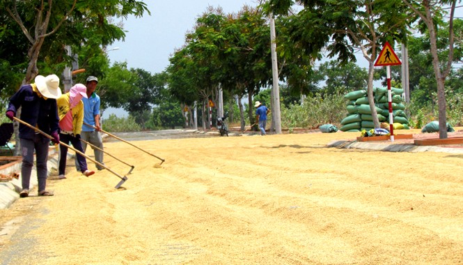 Những khu tái định cư vắng bóng người Những con đường hoang vắng ở KTĐC Ninh Thủy được tận dụng làm nơi phơi thóc. Ảnh: N.Đ.Q
