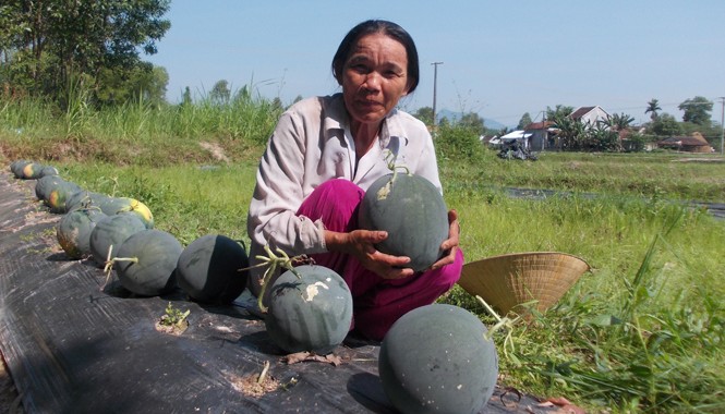 Làm rõ việc bán dưa giúp dân của Tỉnh Đoàn Quảng Ngãi Dưa hấu tại xã Tịnh Hiệp, huyện Sơn Tịnh, Quảng Ngãi còn sót lại