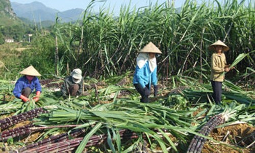 Ngành đường và 'chiếc áo' bảo hộ Ảnh minh họa