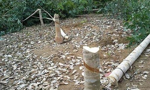 Làm rõ vụ việc người dân bị phá vườn cao su Ảnh minh họa