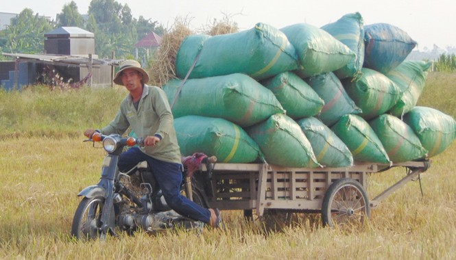 Nông nghiệp hiện đại thiếu đường đi Nông dân tỉnh Đồng Tháp dùng xe máy kéo nông sản