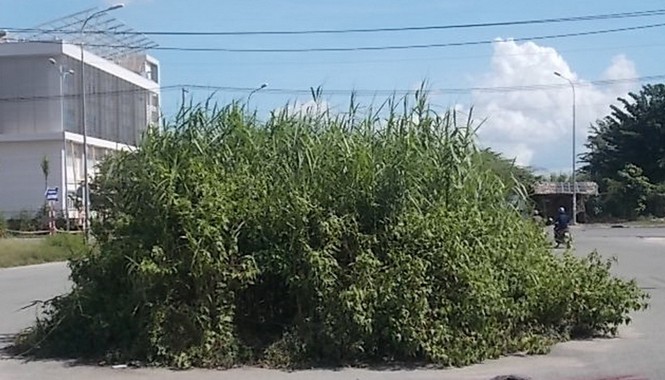 Cỏ tốt giữa đường vào di tích Đường vào Khu Di tích lịch sử Căn cứ Vườn Mận.