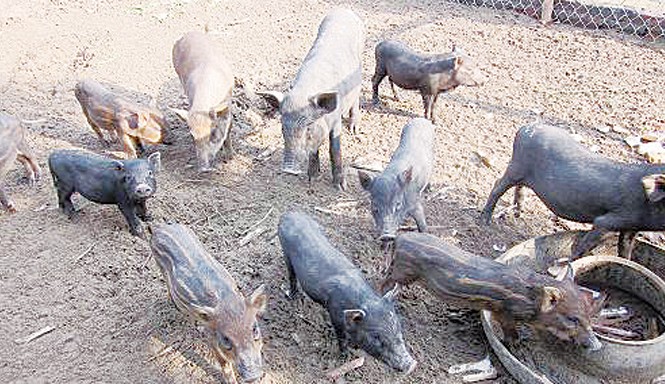 Đắt hàng lợn thả vườn, nghe nhạc giao hưởng Lợn thả vườn được cho ăn giun quế, nghe nhạc giao hưởng. Ảnh: T.H