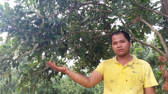 Chỉ 10.000 ha mắc ca, vì sao? Trung Quốc đang phát triển nóng cây mắc ca và các chuyên gia cũng cảnh báo từng có cảnh “người chặt trước mặt người trồng”. Ảnh: Phạm Anh