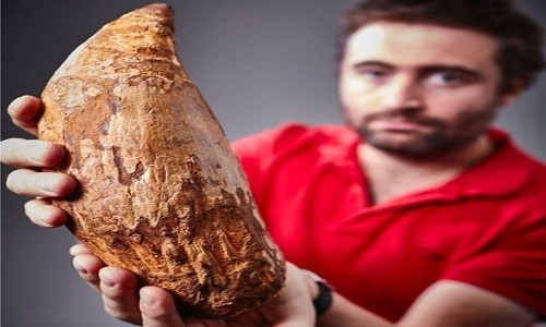 Phát hiện chiếc răng 5 triệu năm của cá voi sát thủ Nhà cổ sinh vật học Erich Fitgerald nhận xét việc phát hiện chiếc răng có ý nghĩa quan trọng. Ảnh: AFP.