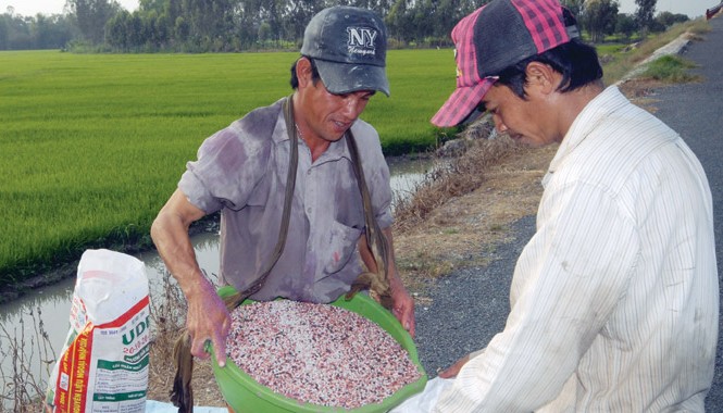 Lộ thêm nhiều điều kỳ quặc vụ cấp chứng nhận phân bón Nông dân đang gánh hậu quả do nạn phân bón giả, kém chất lượng tràn lan, trong đó có sự tắc trách của cơ quan quản lý. Ảnh: Quang Phương