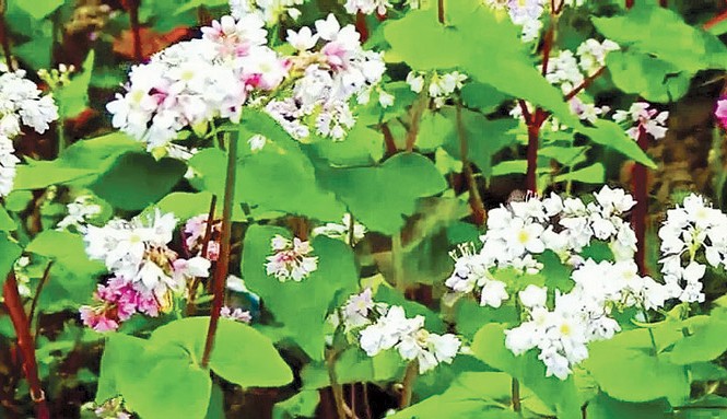 Đến Đồng Văn say men rượu mạch Hoa tam giác mạch mới nở có màu trắng, sắp tàn sẽ chuyển thành màu đỏ.