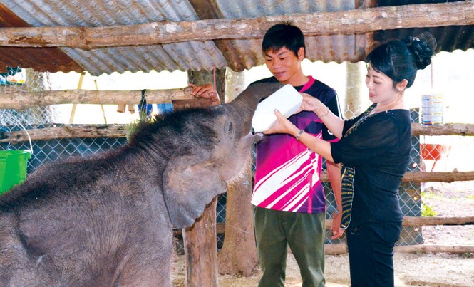 Voi hoang không nhập đàn Bảo mẫu Ninh hướng dẫn phóng viên cách cho Gold bú sữa.