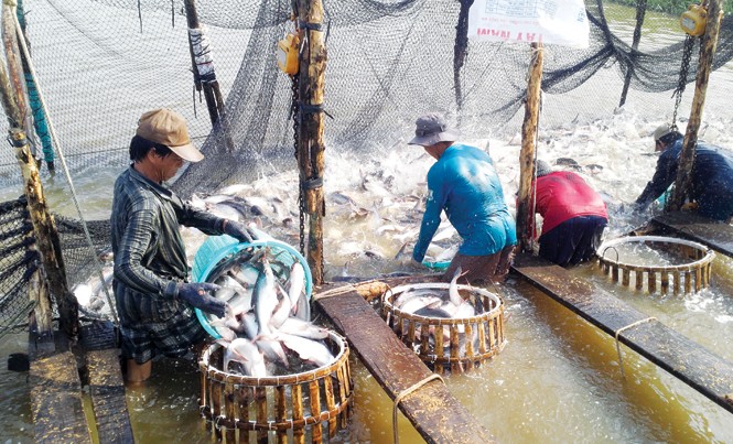 'Động trời' ở Tổng cục Thủy sản: Kiểm định khống hơn 800 sản phẩm Hơn 800 sản phẩm trong lĩnh vực thuỷ sản được “kiểm định khống” khiến nông dân và DN xuất khẩu thuỷ sản gánh chịu hậu quả. Ảnh: Bình Phương