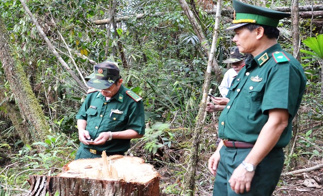 Vụ phá rừng Pơ mu tại Quảng Nam: Nhiều cơ quan vào cuộc Thiếu tướng Nguyễn Văn Nam, Phó Tư lệnh, Tham mưu trưởng BĐBP kiểm tra hiện trường vụ phá rừng.