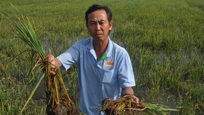Cán bộ đi đầu…phá vỡ qui hoạch? Nguyễn Tùng Chơn, một người dân ấp Nam Quí, xã Nam Thái có 4ha lúa đang ngắc ngoải do nhiễm mặn. Ông Chơn nói: “Do nhiễm mặn, toàn bộ rễ cây lúa đã bị thối, đen hoàn toàn và chắc chắn lúa sẽ chết”.