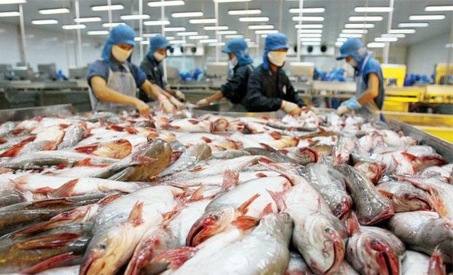 Cẩn trọng khi tăng xuất khẩu cá tra sang Trung Quốc Cẩn trọng khi tăng xuất khẩu cá tra sang Trung Quốc