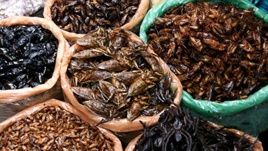 Nhiều ca ngộ độc do ăn côn trùng Nhiều ca ngộ độc do ăn côn trùng