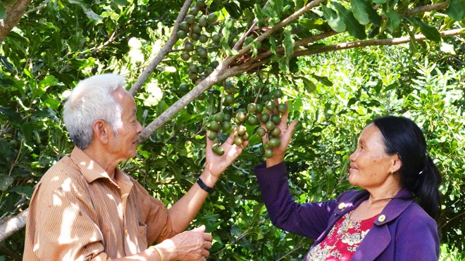 Khóc cười mùa mắc ca chín Vợ chồng ông Đại với 1 cây mắc ca đang chín.