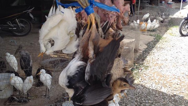 Kinh doanh động vật hoang dã quanh vườn quốc gia Tràm Chim Các loại chim hoang dã được công khai bày bán tại chợ thị trấn Thạnh Hóa (Long An).