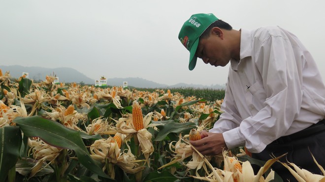 Giải bài toán gạo thừa, ngô thiếu Giống ngô lai cho năng suất cao.