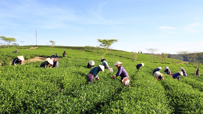 Lâm Đồng bỏ lễ hội Văn hóa trà Xanh mướt đồi chè Lâm Đồng.