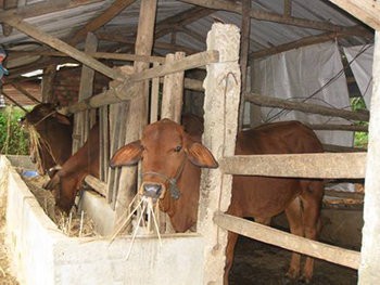 Bò nhà đột nhiên húc chết người Ảnh minh họa