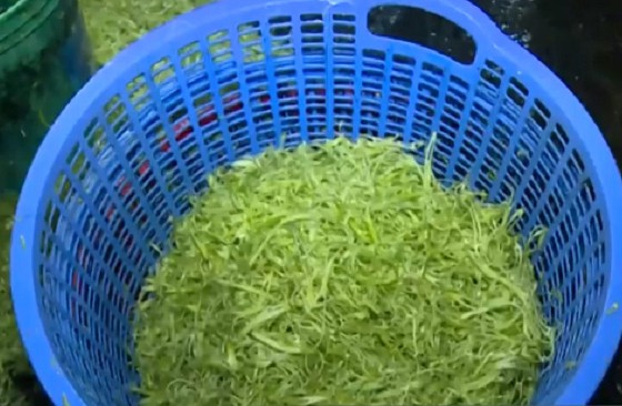 Ngâm rau muống vào hóa chất độc hại Ảnh minh họa