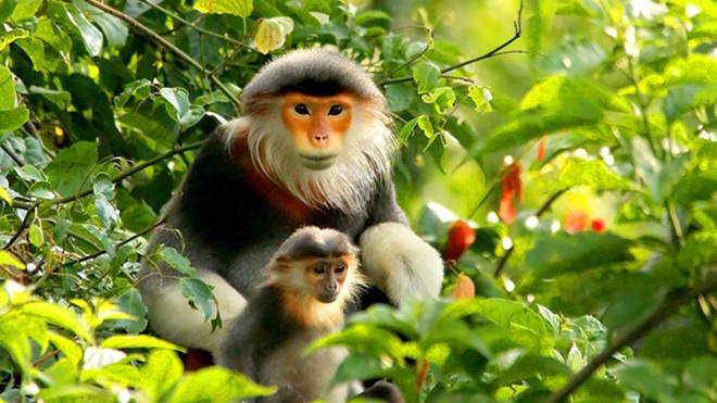 Học bảo vệ 'nữ hoàng' kiểu Mỹ Chà vá đầu đàn vừa bế con vừa canh chừng cho cả đàn. Ảnh: Nguyễn Đình Hoàng Long