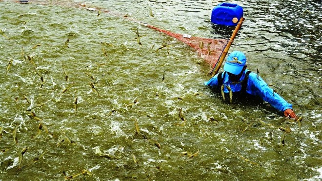 Vài người làm bậy, “cả làng” vạ lây Vài người tham, cả làng chịu thiệt