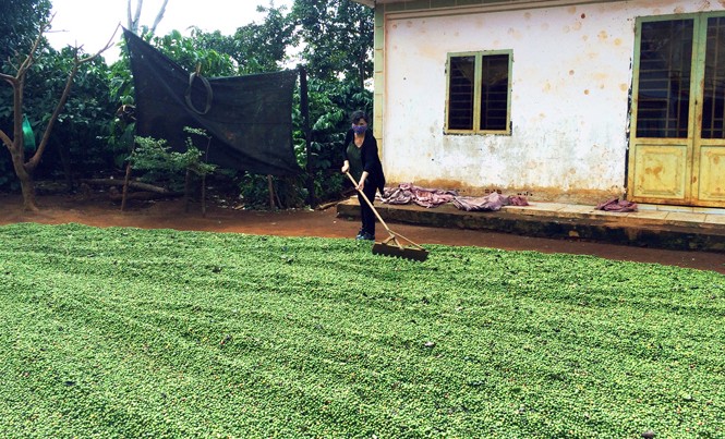 Nỗi lo mùa cà phê chín Một chủ rãy sợ bị trộm nên đã hái toàn cà phê quả xanh
