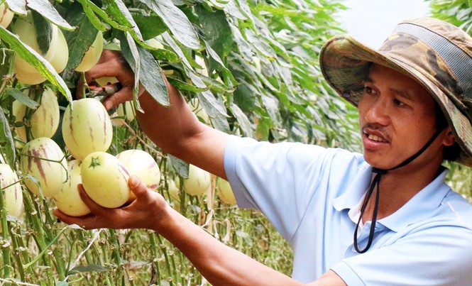 Kiểng “độc” Đà Lạt đón Tết Dưa pepino