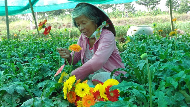 Tây Nam bộ: Mất mùa hoa Tết Cận Tết nhưng vườn hoa của bà Hồ Thị Phi (ấp Vĩnh Yên, xã Long Đức, thành phố Trà Vinh) vẫn nở rất ít . Ảnh: D.Hiền