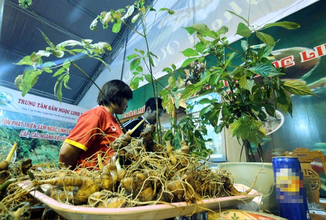 Tổ chức phiên chợ sâm Ngọc Linh hằng tháng Sâm Ngọc Linh bày bán tại hội chợ sâm núi Ngọc Linh hồi tháng 6/2017. Ảnh: Hoài Văn.