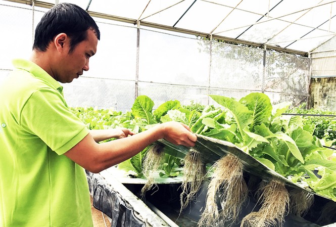 Sức hút từ rau khí canh Đà Lạt Rau khí canh ở Langbiang Farm.