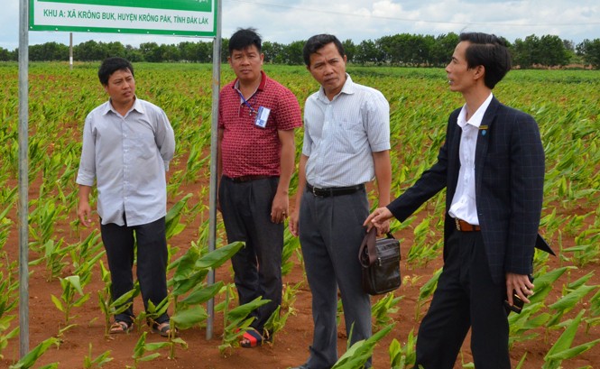 Tây Nguyên: Hơn nửa triệu tấn nghệ sẽ bán đi đâu? Phó Bí thư Mai Đình Thọ (áo trắng thứ 2 từ phải qua) tại vùng trồng nghệ do Cty Solavina đầu tư.