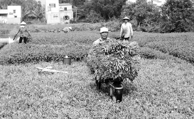 Thay đổi nhận thức từ cánh đồng rau muống VietGap Nông dân trồng rau muống nước VietGap phấn khởi vì đầu ra ổn định.