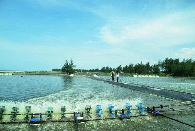 Trở lại bãi ngang sau mùa “biển chết” Kỳ 3: Tỷ phú miền chân sóng Khu ao tôm đang thả nuôi của vợ chồng anh Mười Phi.