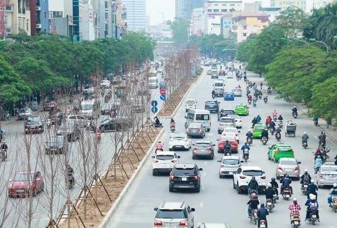 Chuyên gia lên tiếng việc Hà Nội trồng cây phong lá đỏ trên phố Hàng cây phong lá đỏ vừa được trồng trên phố Trần Duy Hưng (Hà Nội).