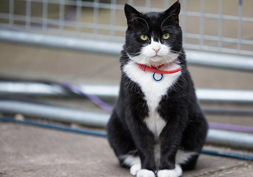 “Chuyên gia diệt chuột” ở Bộ Ngoại giao Anh bị phát hiện lười biếng Mèo Palmerston