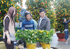 Nông dân miền Trung vui vụ hoa Tết Người dân và du khách đến với Hội quất Cẩm Hà (Hội An). Ảnh: Trần Loan.