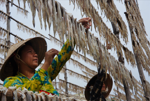 Cá khô khoai nướng níu chân người Chị em phụ nữ phải thức sớm, khéo léo, tỉ mỉ vắt cá khoai phơi khô.
