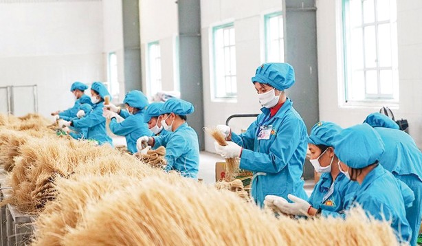 Miến đậu xanh - món quà Tết yêu thương Quá trình sản xuất miến của Cty CPTP Minh Dương.